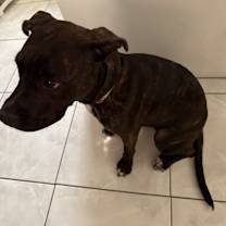 Thumbnail photo of Gordy #2