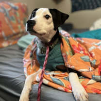 Thumbnail photo of Lefty #1