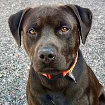 Thumbnail photo of Nimbus #1