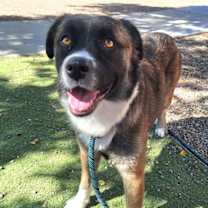 adopt-pet