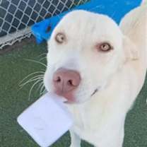 adopt-pet