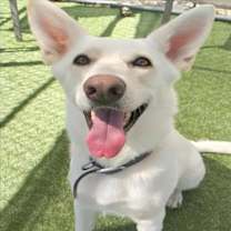 adopt-pet