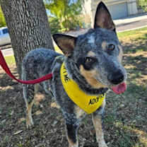 adopt-pet