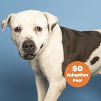 adopt-pet