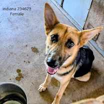 Thumbnail photo of Indiana  #1