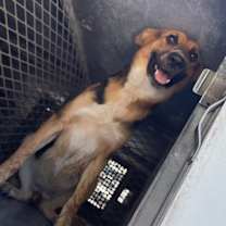 Thumbnail photo of Indiana  #3