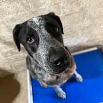 adopt-pet