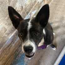 adopt-pet
