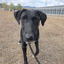 Thumbnail photo of Millie #4