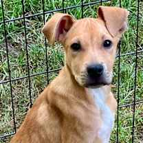 Thumbnail photo of Zig #1