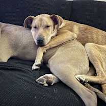 Thumbnail photo of Zig #3