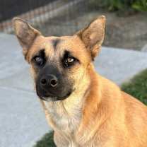 Thumbnail photo of Josie #1