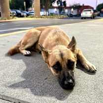 Thumbnail photo of Josie #2