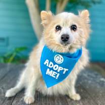 Thumbnail photo of Yankee Candle #1