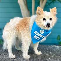 Thumbnail photo of Yankee Candle #4