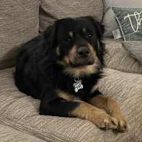 Thumbnail photo of Charlie #1