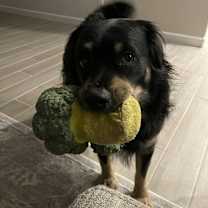 Thumbnail photo of Charlie #2