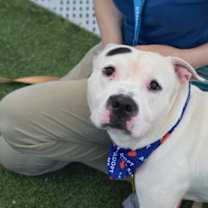 Thumbnail photo of Onyx #2