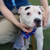 Thumbnail photo of Onyx #3