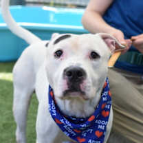 Thumbnail photo of Onyx #4