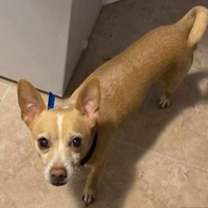 adopt-pet
