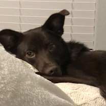 Thumbnail photo of Ollie #1