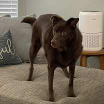 Thumbnail photo of Ollie #2