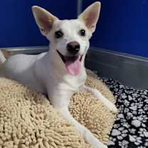 adopt-pet