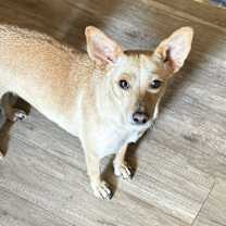 Thumbnail photo of Jade #2