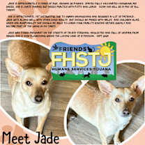 Thumbnail photo of Jade #4