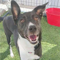 adopt-pet