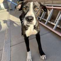adopt-pet