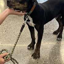 adopt-pet