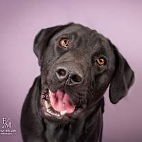 adopt-pet