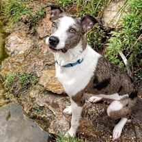 Thumbnail photo of Riley #1