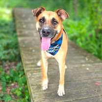 Thumbnail photo of Bellamy #3