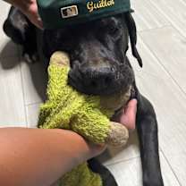 Thumbnail photo of Daisy #4