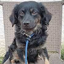 adopt-pet
