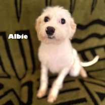 adopt-pet