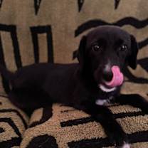 adopt-pet