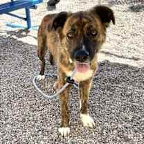 adopt-pet