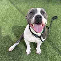 adopt-pet