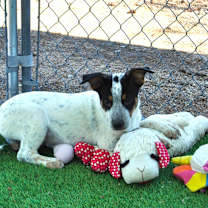 adopt-pet