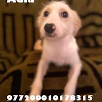 adopt-pet