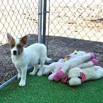 adopt-pet