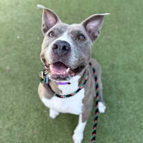 adopt-pet