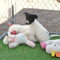 adopt-pet