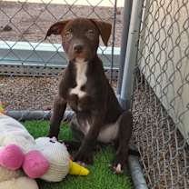 adopt-pet