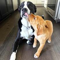 Thumbnail photo of Nugget #3