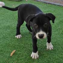 adopt-pet